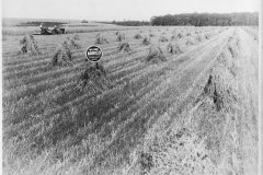 Boan-Farm134