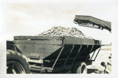 Harvesting-potatoes