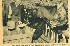 cows-smith