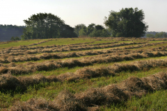 fieldshay_MG_3364