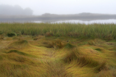 saltmarshand-riverMG_2356