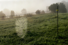 spiderweb