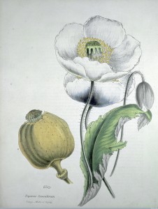 L0004686 Opium poppy (Papaver somniferum): white flowers, seed Credit: Wellcome Library, London. Wellcome Images images@wellcome.ac.uk http://wellcomeimages.org "Papaver somniferum. Poppy-white or opium" Coloured Print 1853 By: M. A. Burnettafter: Gilbert T. BurnettPublished: [1853] Copyrighted work available under Creative Commons Attribution only licence CC BY 4.0 http://creativecommons.org/licenses/by/4.0/